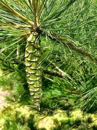 Close-up of pine tree