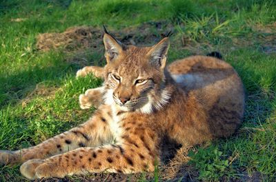 Lynx lying on grass