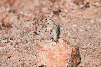 Lizard on rock