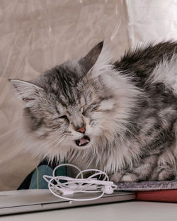 Close-up of cat on table at home