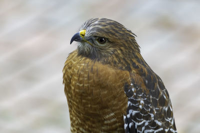 Close-up of red shoulder hawk