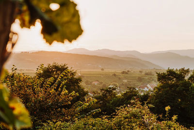 Beautiful sunset over vineyards with leaves in the foreground, sunrise landscape