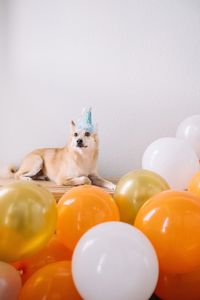 Dog sitting by balloons against white background