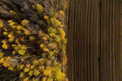 Aerial view of deforestation area for agricultural land. contact zone between forest and plantation