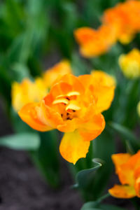 Close-up of yellow flowering plant