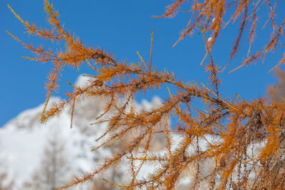 Blurred larch branch and in the background snow-capped dolomite mountain