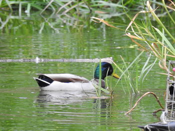 Ducks swimming in lake