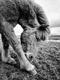 Close-up of horse on field