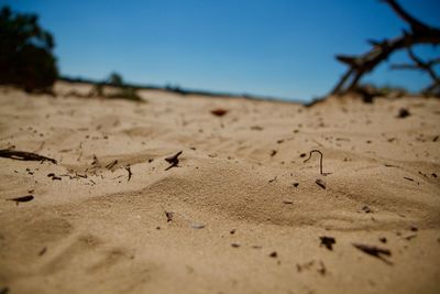 Close-up of sand dunes at beach against sky