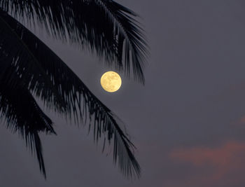 Low angle view of silhouette tree against sky at night