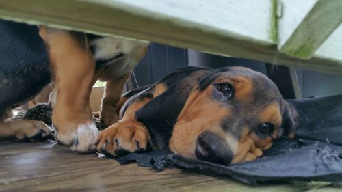 Dog resting on couch