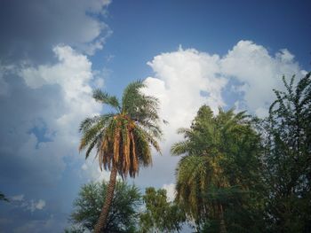 Low angle view of coconut palm trees against sky