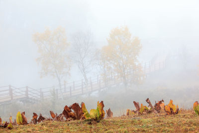 Trees on field in foggy weather