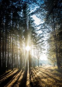 Sun shining through trees