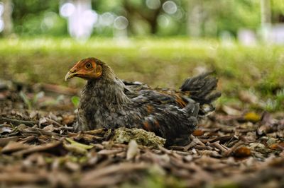 Close-up of dead bird on field