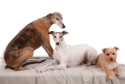 View of two dogs against white background