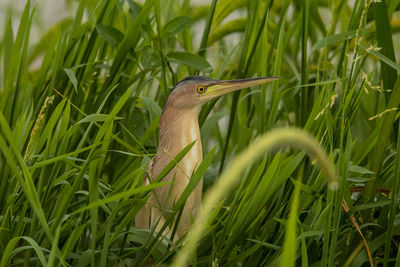 Close-up of a bird on grass