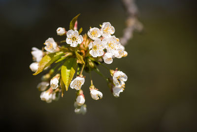 Close-up of white flowers blooming outdoors