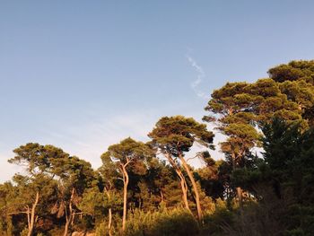 Trees on landscape against sky