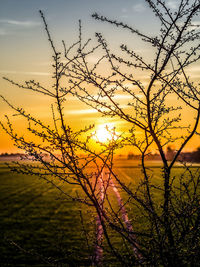 Silhouette tree against sky during sunset