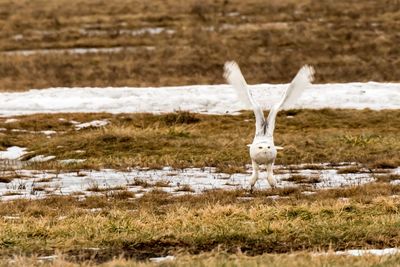 Close-up of bird on field during winter