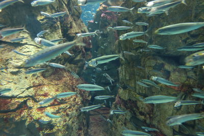 Close-up of fish in aquarium