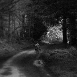 Dirt road in forest