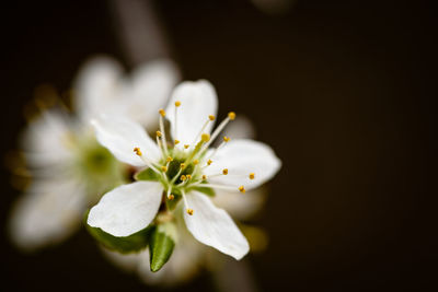 Close-up of white flowering plant