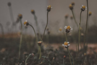 Close-up of flowering plant on field