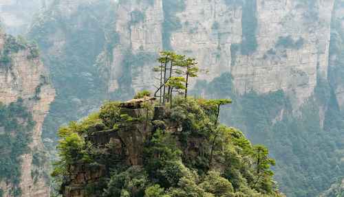 View of tree on cliff