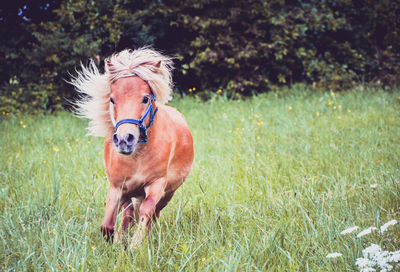 Pony running on field