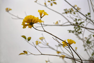Close-up of yellow trumpet tree