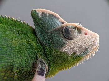 Iguana Reptile