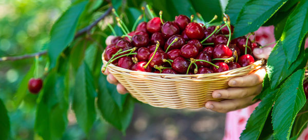 Midsection of girl holding cherries in basket