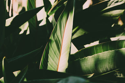 Close-up of leaves