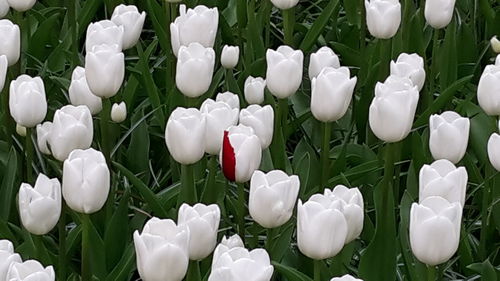 Close-up of white crocus blooming outdoors