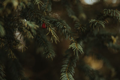 Close-up of pine tree