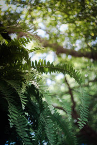 Low angle view of pine tree leaves