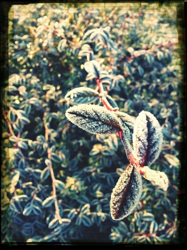 transfer print, auto post production filter, close-up, plant, growth, fragility, nature, focus on foreground, flower, beauty in nature, field, high angle view, day, freshness, outdoors, leaf, no people, selective focus, dry, growing