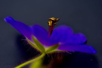 Close-up of insect on purple flower