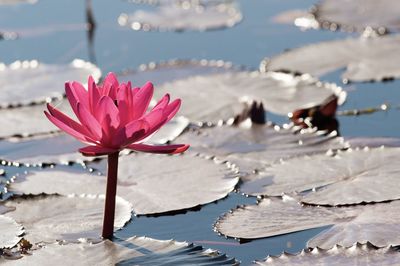 Lotus lake inle myanmar 