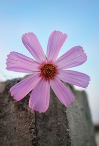 Close-up of pink flower against sky