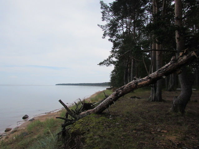 VIEW OF TREES ON CALM SEA
