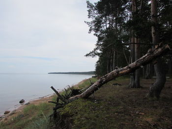 View of trees on calm sea against the sky