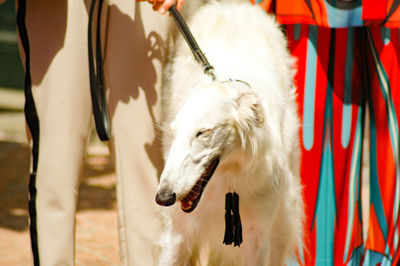 Close-up of a dog