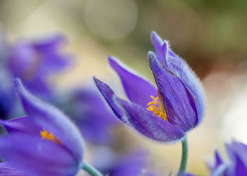 Close-up of purple crocus flower