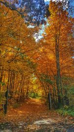 Trees on footpath during autumn