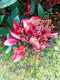 Close-up of red flowering plant