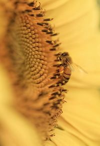 Close-up of bee on yellow flower