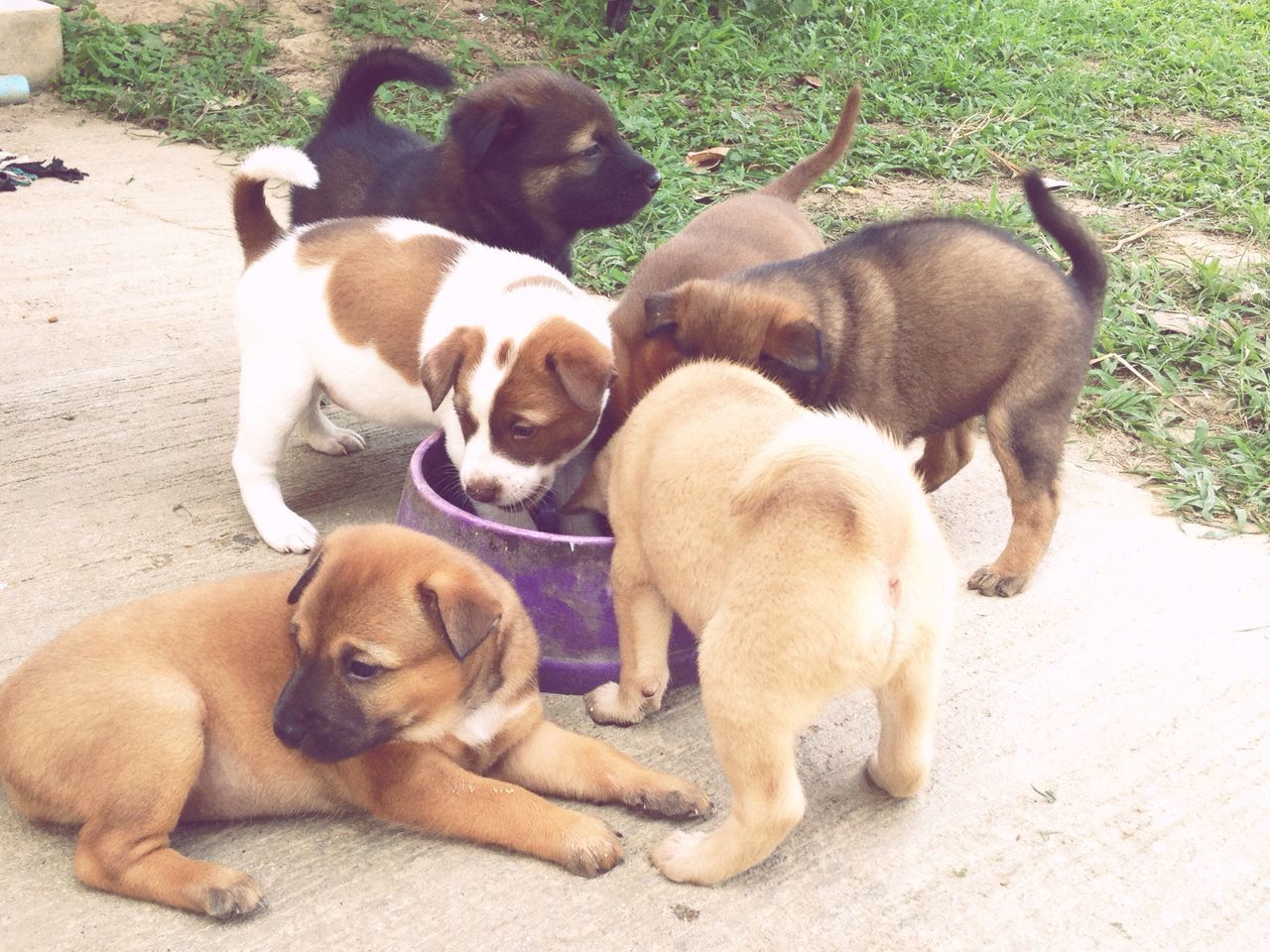 animal themes, mammal, domestic animals, two animals, togetherness, pets, relaxation, lying down, three animals, dog, young animal, high angle view, animal family, field, full length, day, resting, outdoors, no people, nature